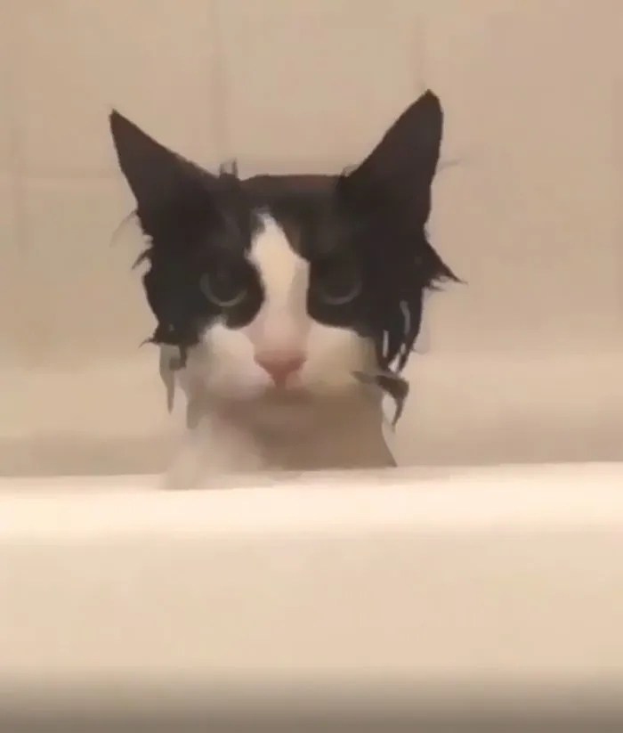 funnycats116_007