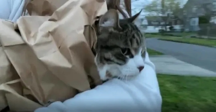 funnycats116_008