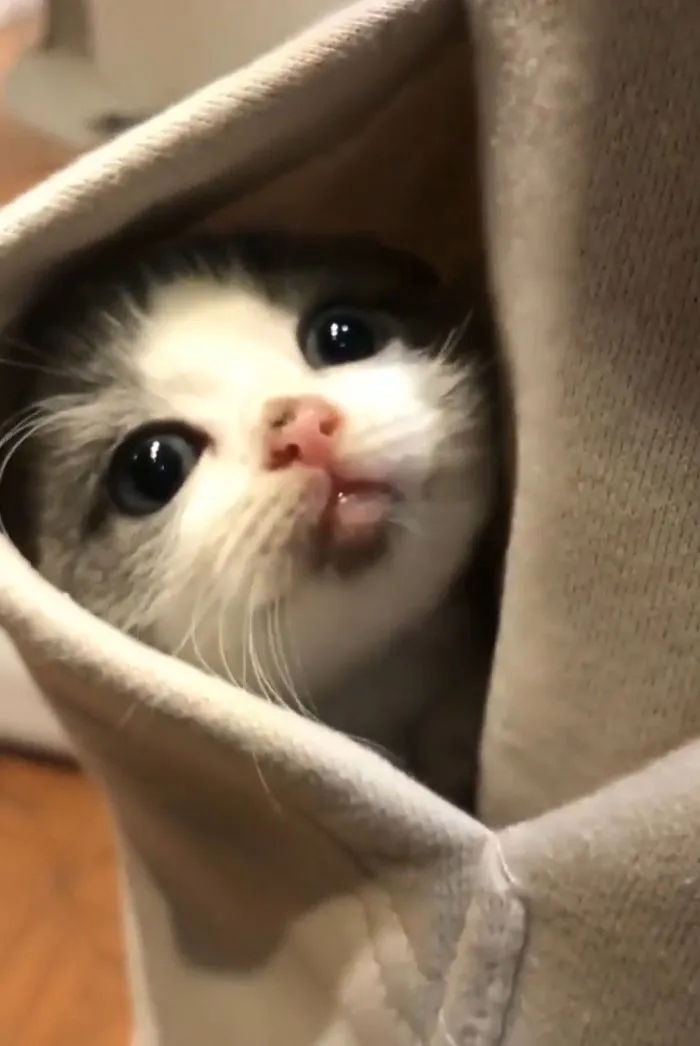 funnycats116_009