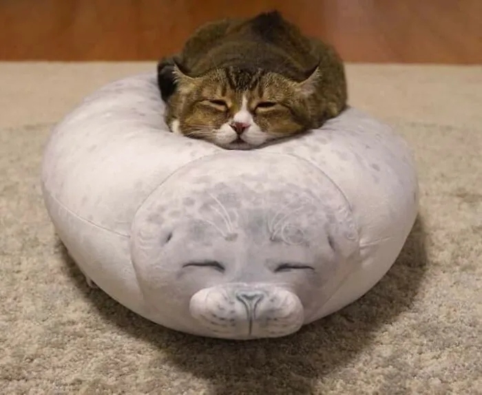 funnycats116_010