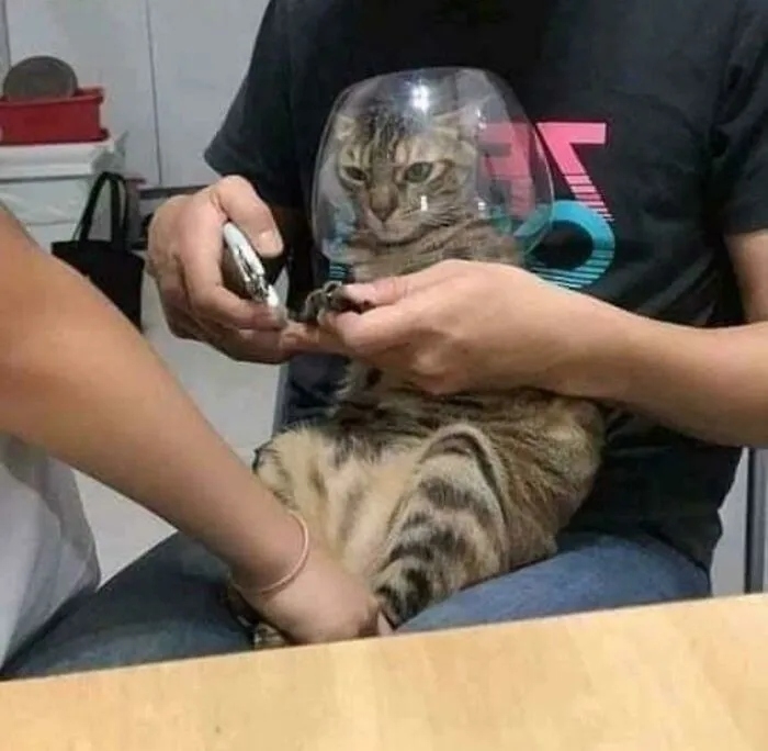 funnycats116_011