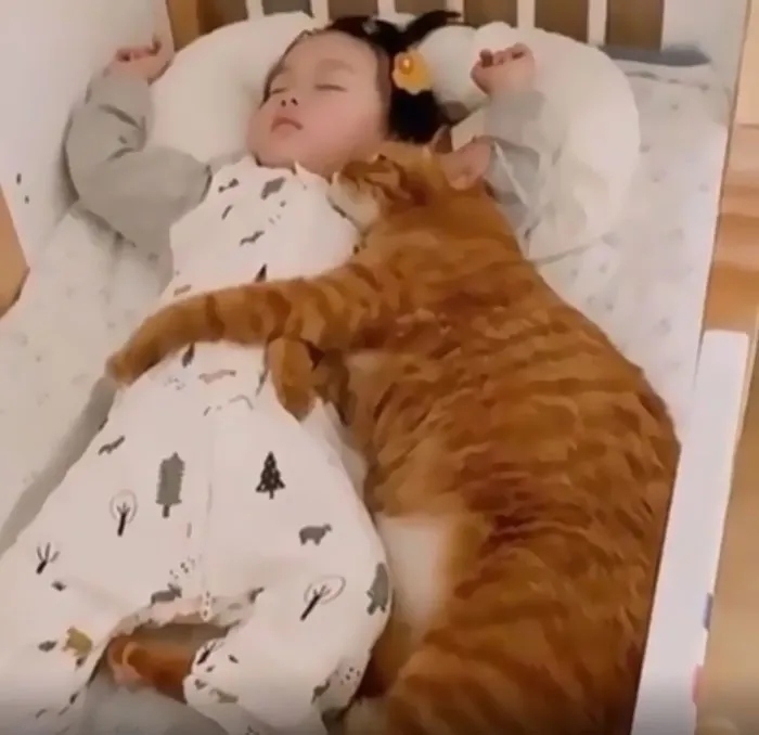 funnycats116_012