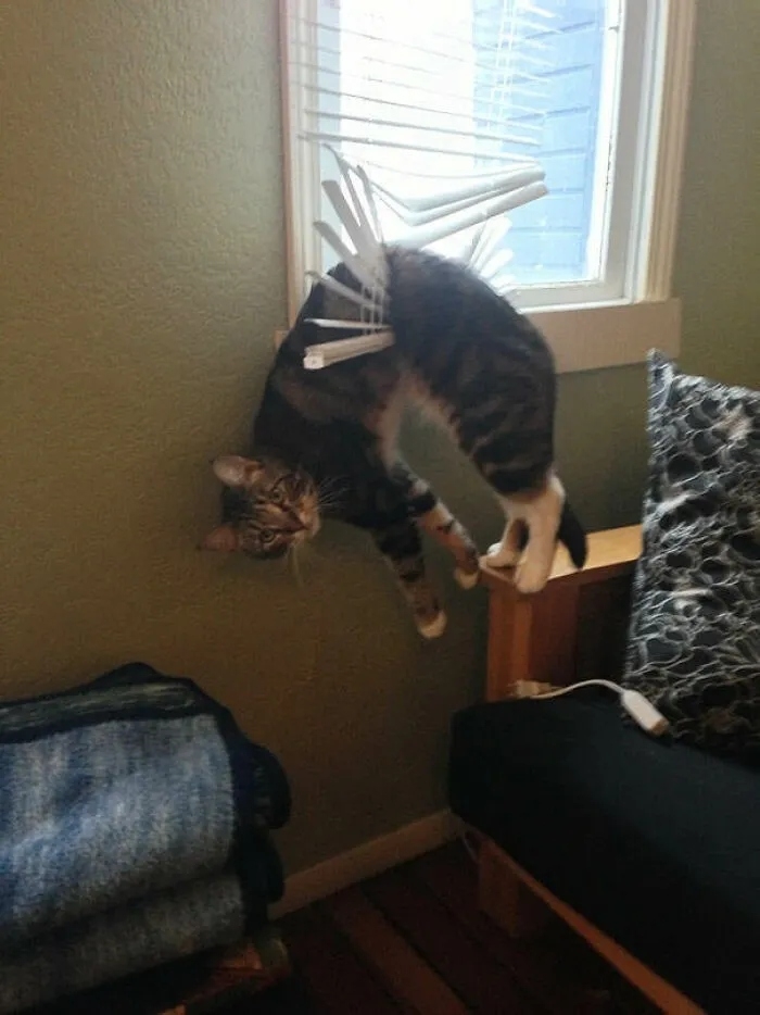 funnycats116_013