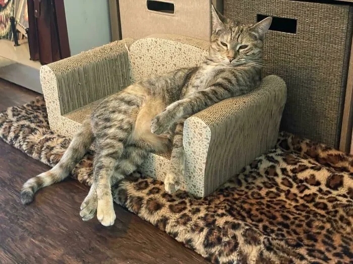 funnycats116_014