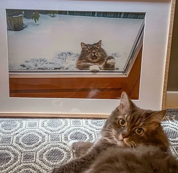 funnycats116_015