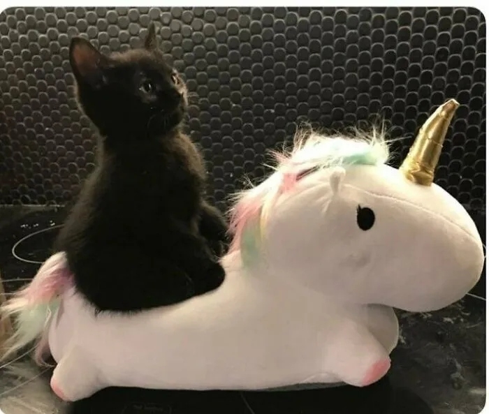 funnycats116_016
