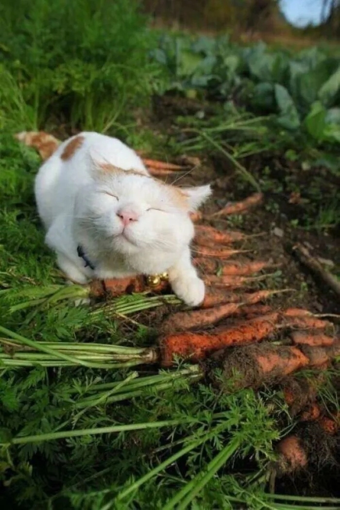 funnycats116_018