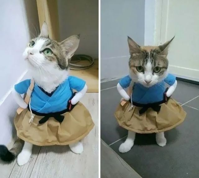 funnycats116_019