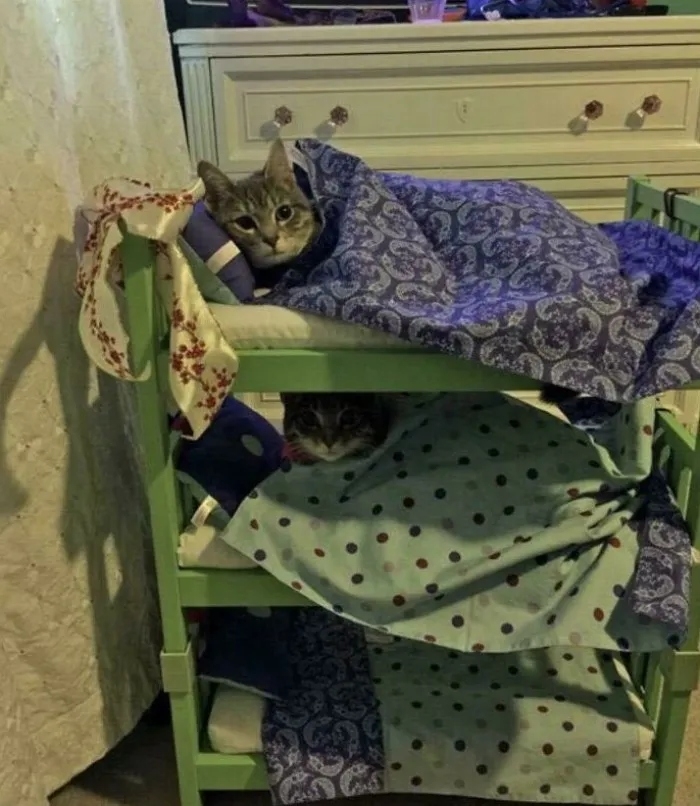 funnycats116_020