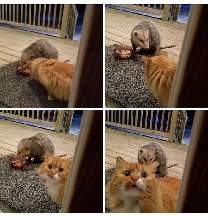 funnycats116_021