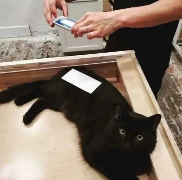 funnycats116_022