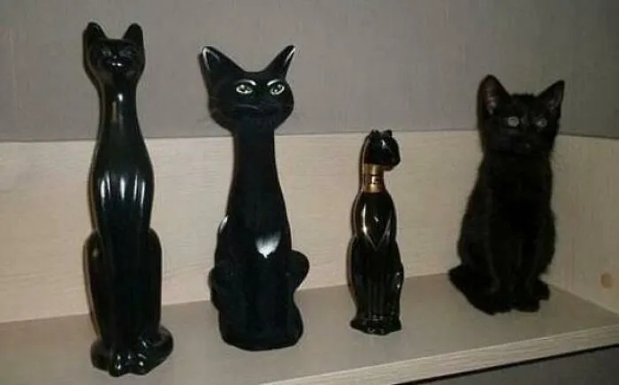 funnycats116_023