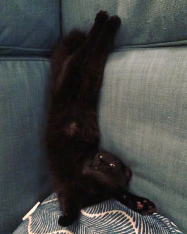 funnycats116_027