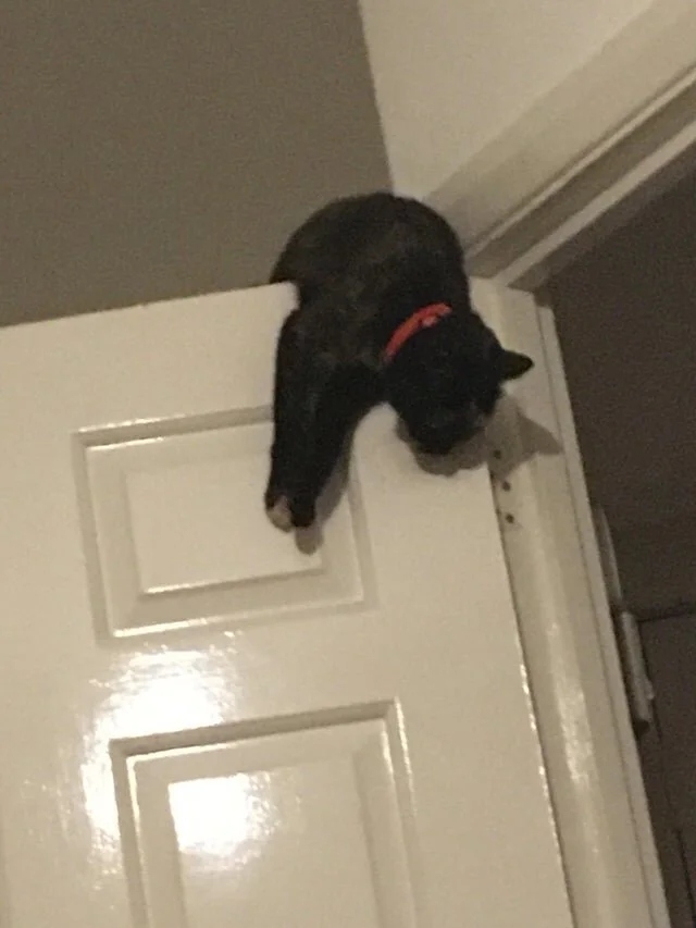 funnycats116_028