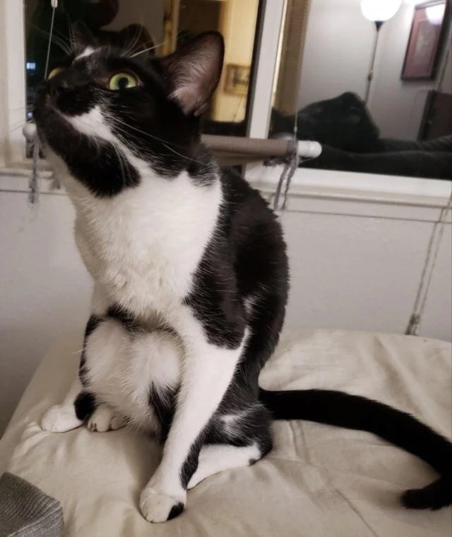 funnycats116_029