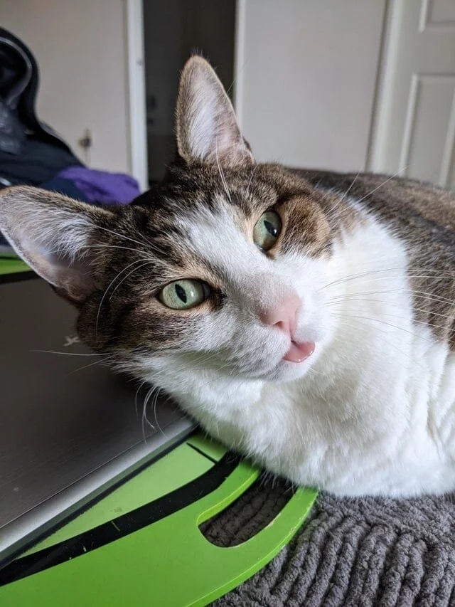 funnycats116_030