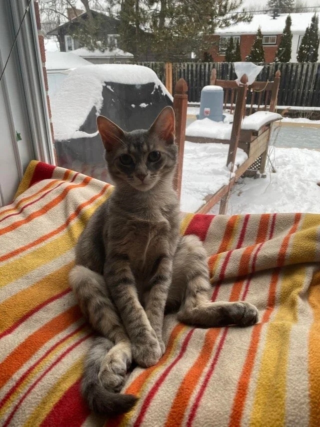 funnycats116_031