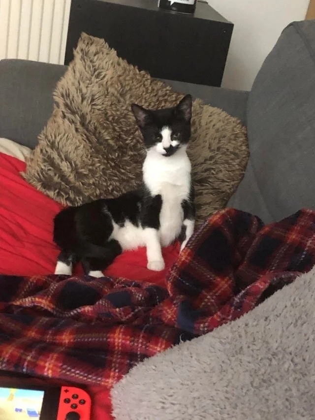 funnycats116_032