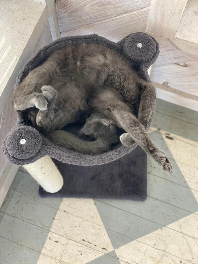 funnycats116_033