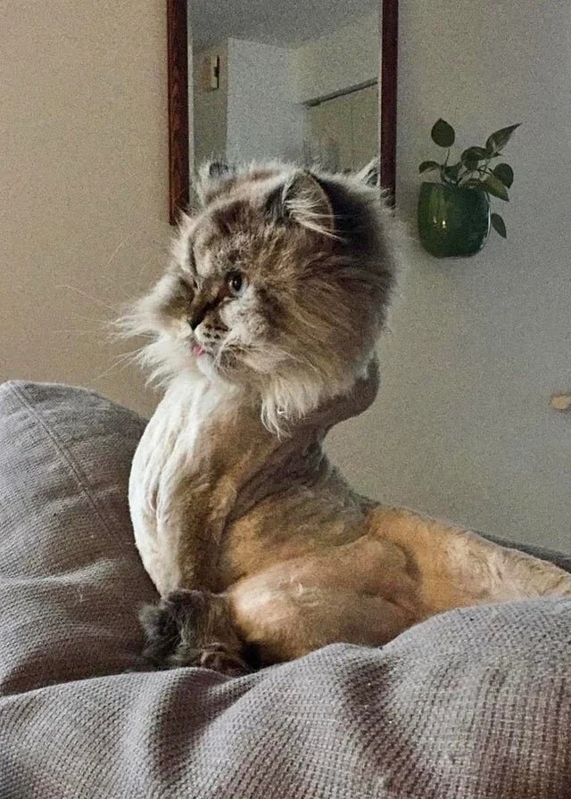 funnycats116_034