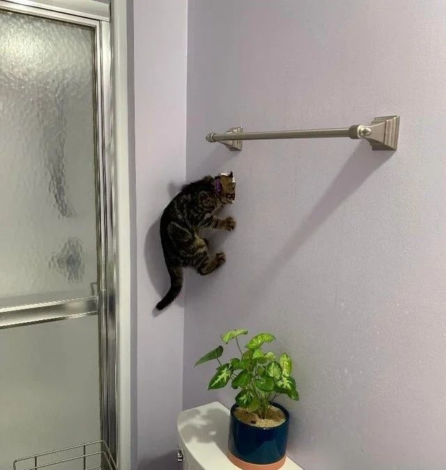 funnycats116_035