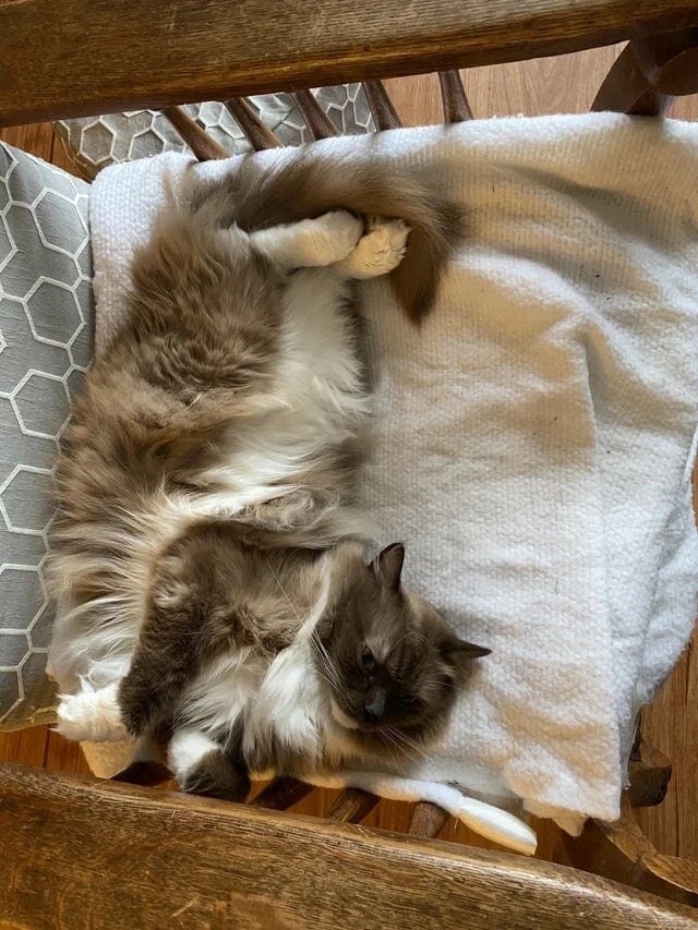 funnycats116_036