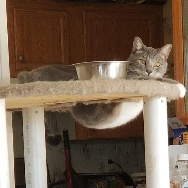 funnycats116_037