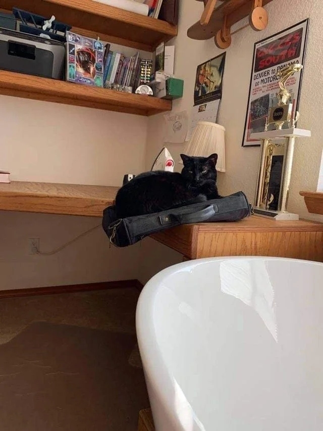 funnycats116_038