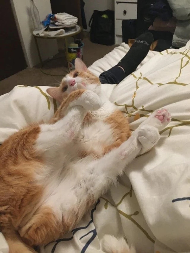funnycats117_001
