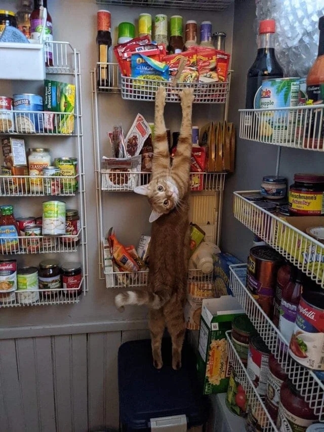 funnycats117_002