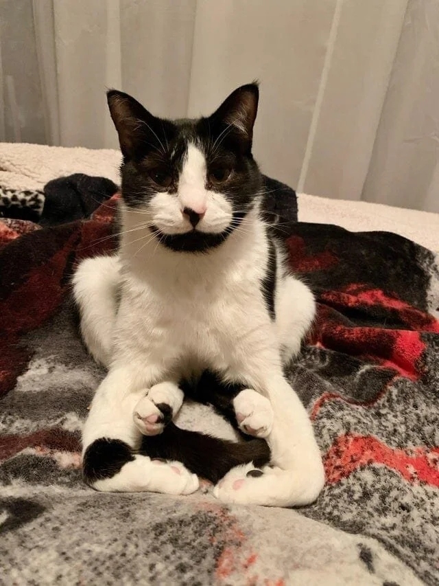 funnycats117_004