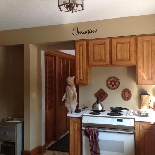 funnycats117_005