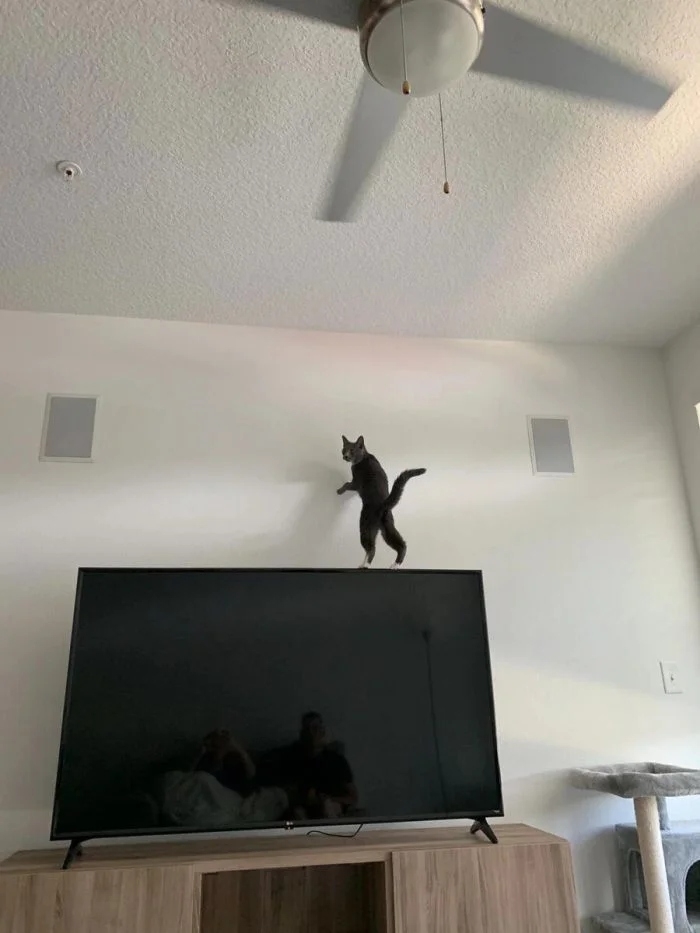 funnycats117_006