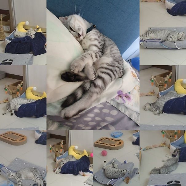 funnycats117_007
