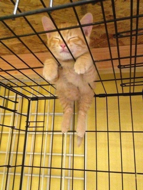 funnycats117_008