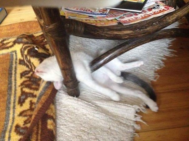 funnycats117_009