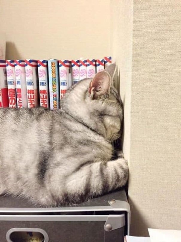funnycats117_010