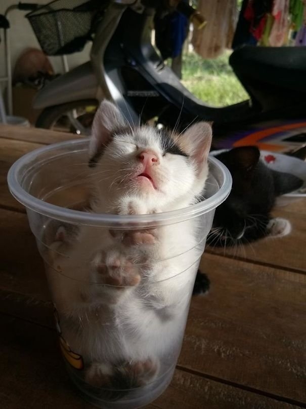funnycats117_011