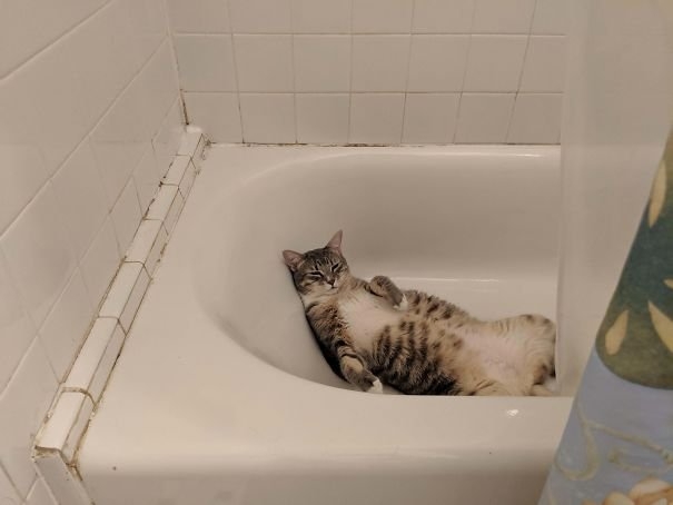 funnycats117_012