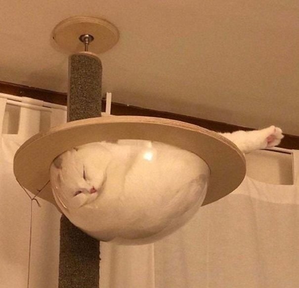 funnycats117_013