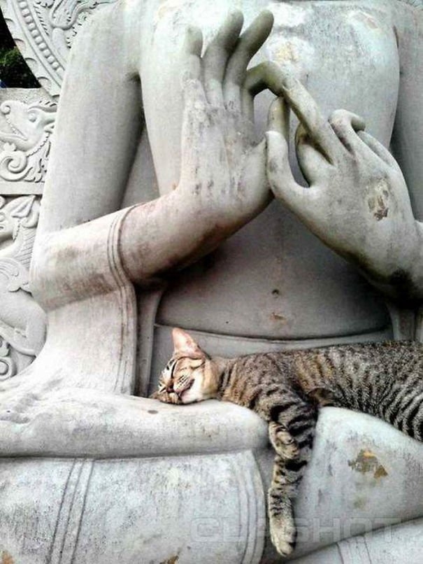 funnycats117_014