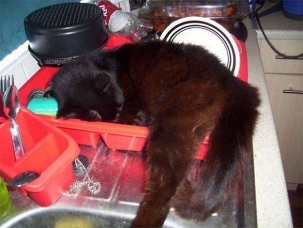 funnycats117_016