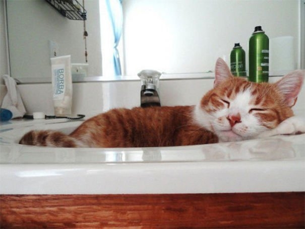 funnycats117_017
