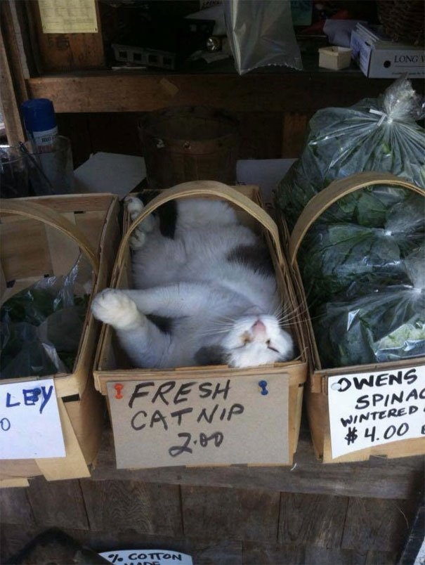 funnycats117_018