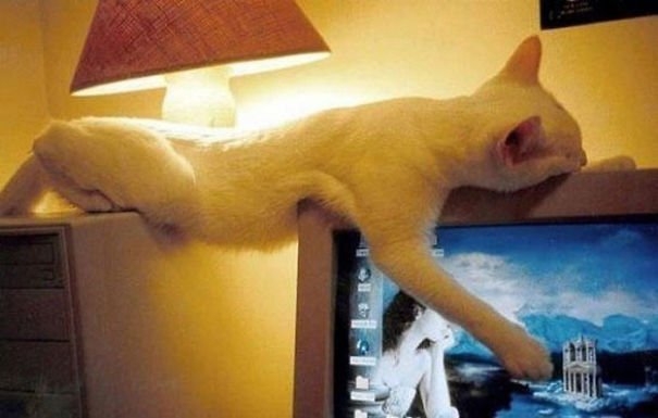 funnycats117_019