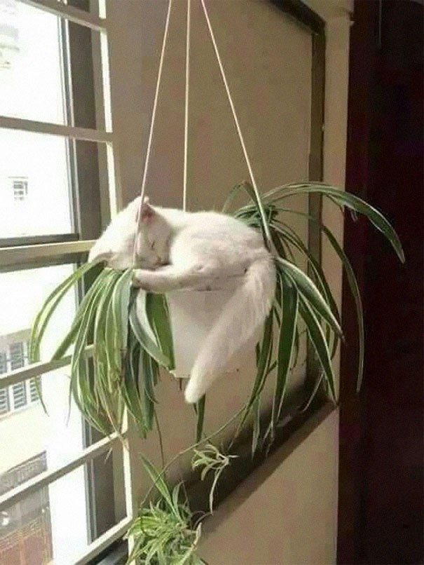 funnycats117_020