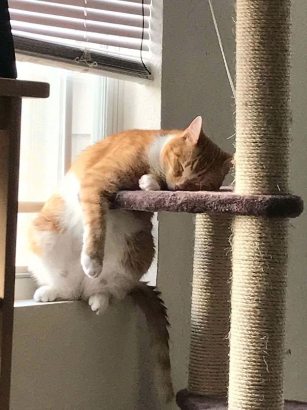 funnycats117_021