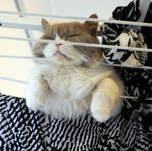 funnycats117_022