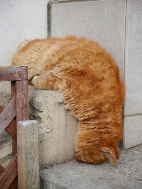 funnycats117_023