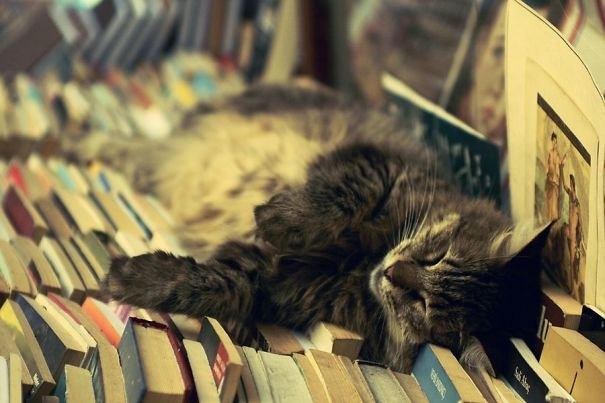 funnycats117_025